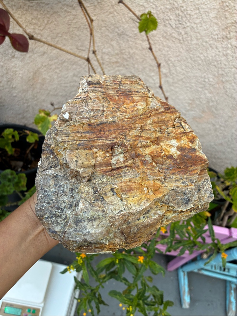 Large Rare Petrified Wood Specimen Rough 6” x7”, Over 5 Lbs - Picture 4 of 16